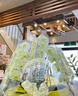胡蝶蘭