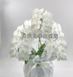 胡蝶蘭