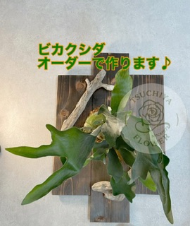 コウモリラン
