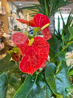 鉢花