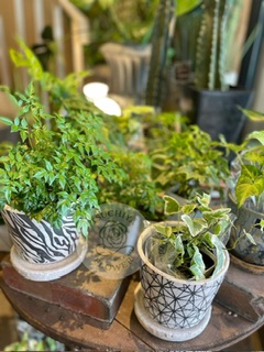 観葉植物