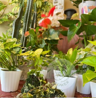 観葉植物