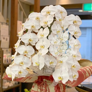 胡蝶蘭