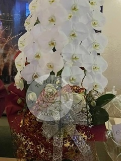 胡蝶蘭