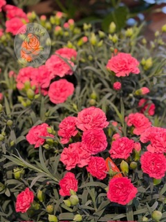 花鉢