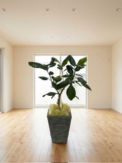 観葉植物